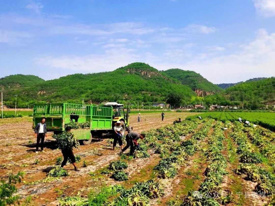 設施提檔 特色增效 寧縣瓜菜產業“雙輪驅動”促振興