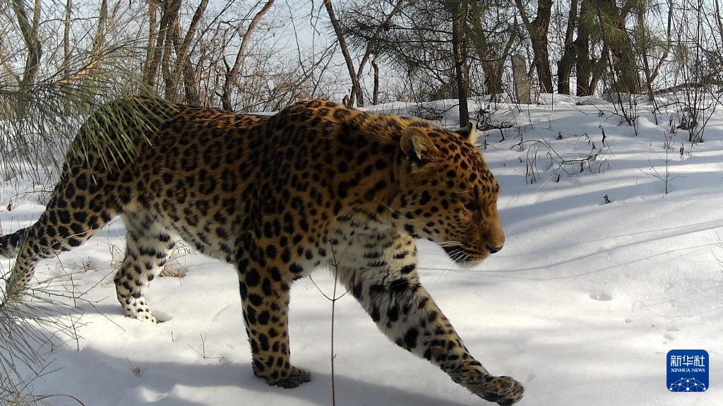 甘肅慶陽：華北豹種群棲息地持續北擴　子午嶺生態向好再添“實證”
