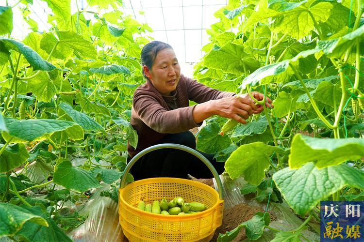 【新春走基層】溫室大棚寒冬暖  藤蔓結(jié)出“金疙瘩”