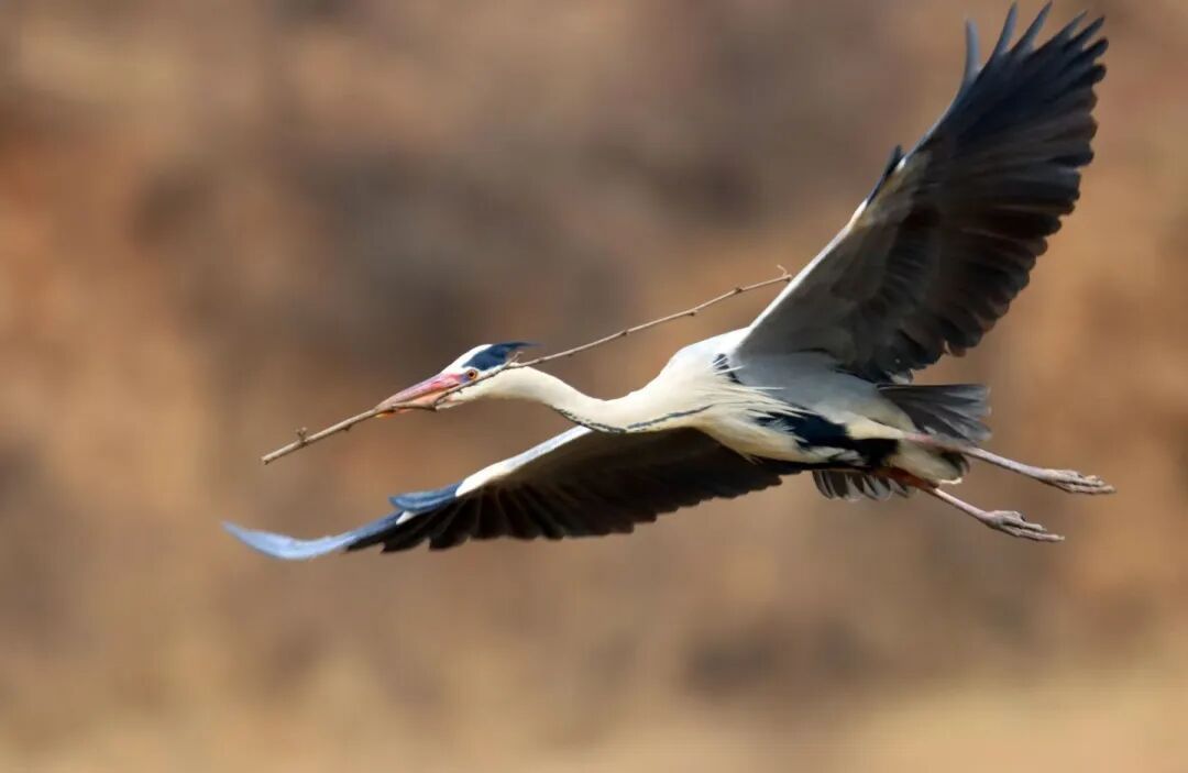 【攝影報(bào)道】春歸合水 蒼鷺翩至——合水縣太白鎮(zhèn)迎來(lái)蒼鷺歸巢盛景