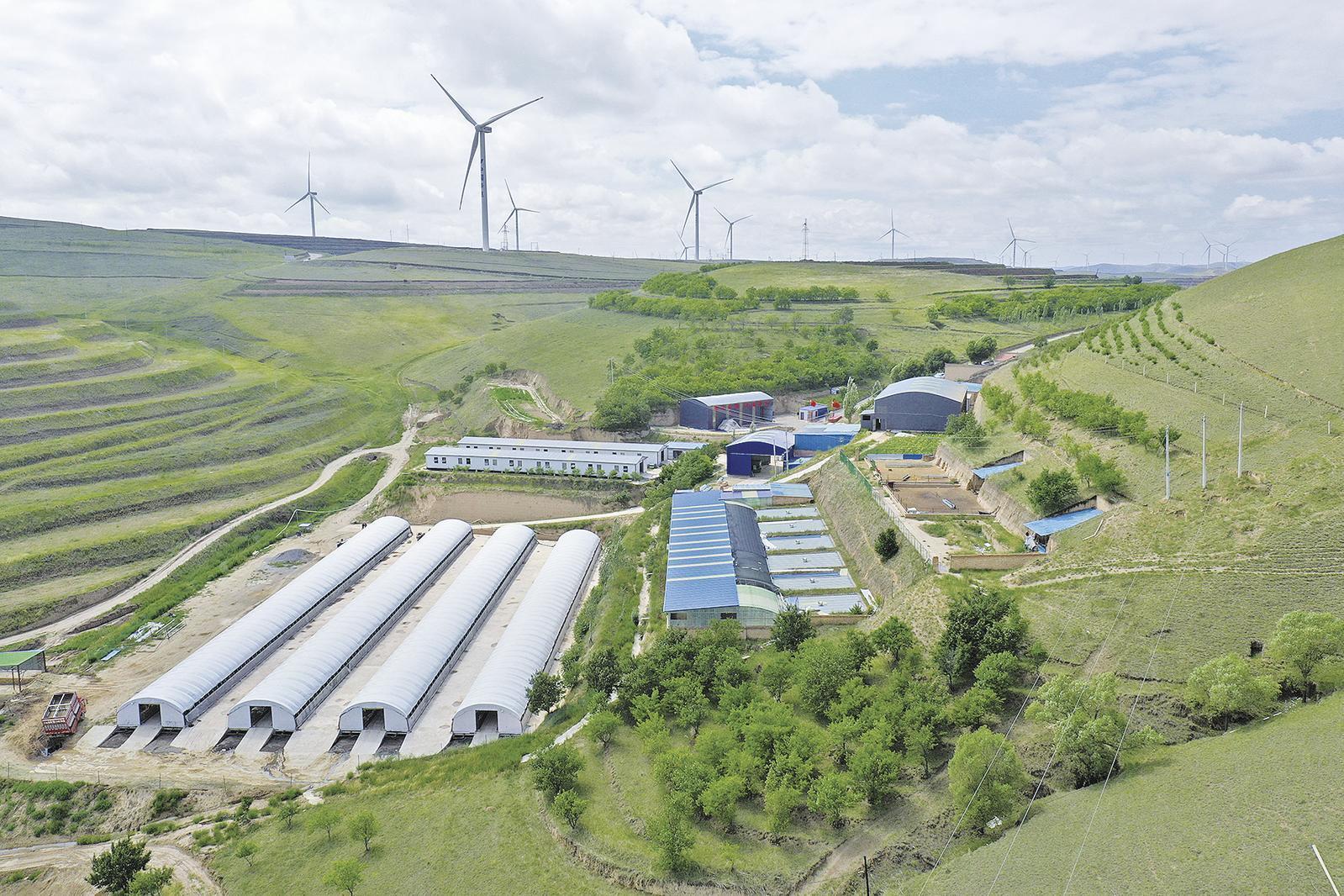 羊產業的三重跨越——探尋環縣“羊芯片”的致富密碼