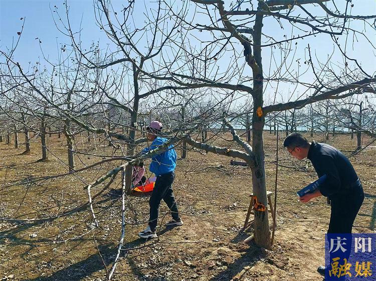 【春啟隴東 耕繪新篇】春季氣候風險顯著 需做好果園田間管理工作