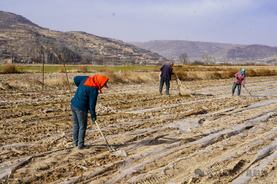 環(huán)縣合道鎮(zhèn)：覆膜保墑穩(wěn)產(chǎn)量 拱棚育苗拓增收