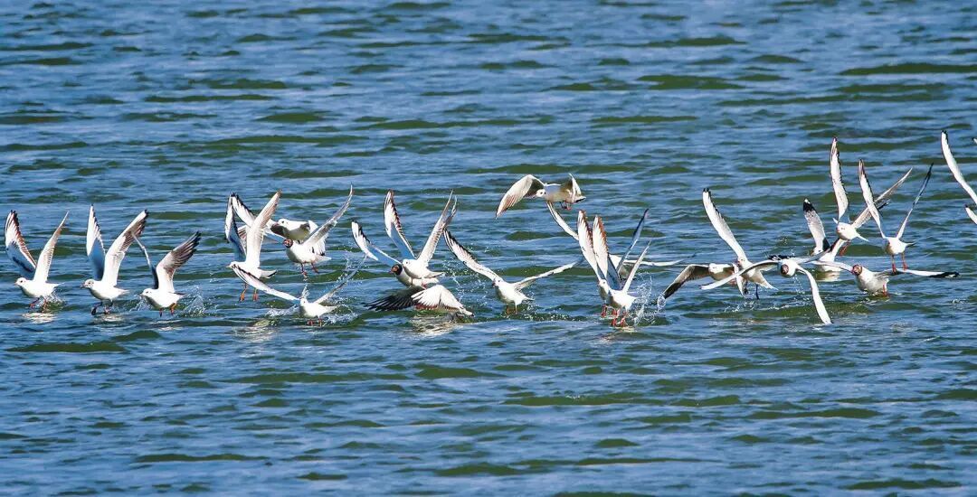 筑牢生態(tài)屏障 書寫綠色答卷