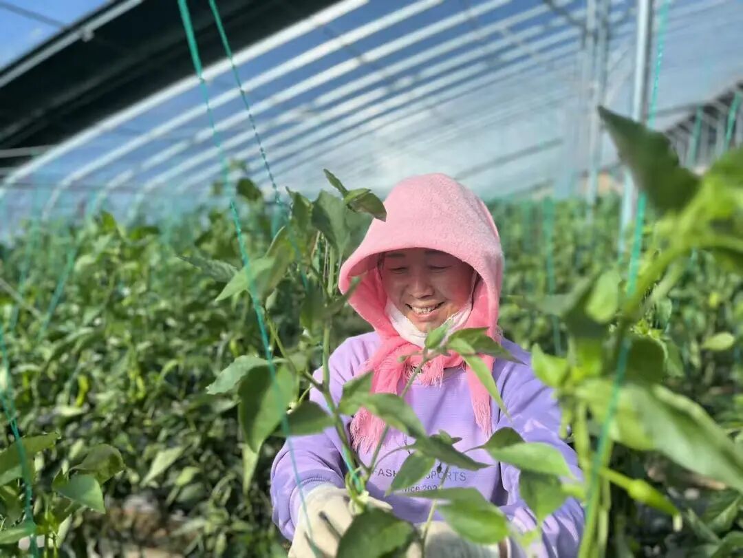 新時代河西走廊萬千氣象 | 甘肅古浪縣：人勤春早管護忙 溫室大棚促豐收