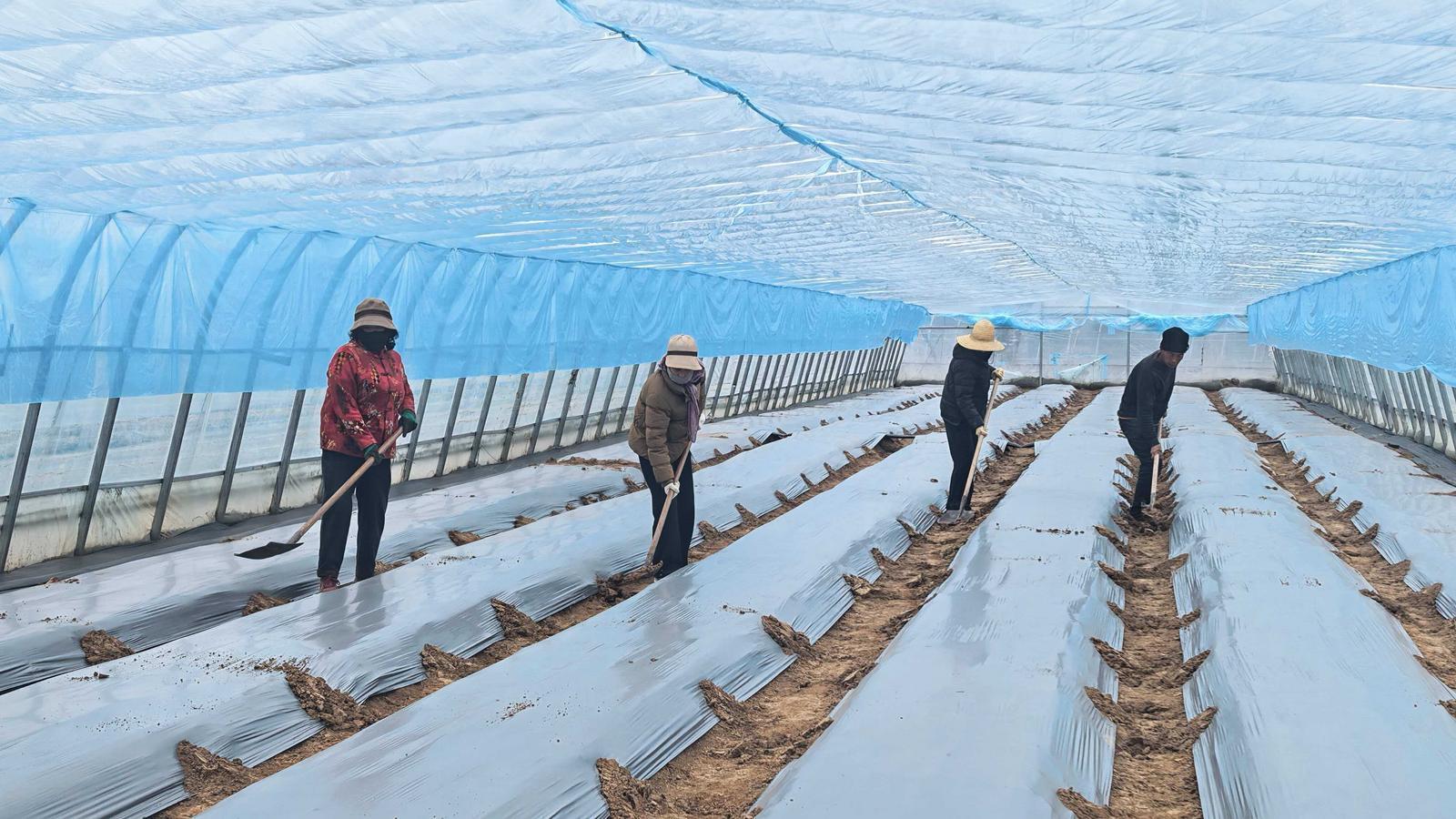 【春啟隴東 耕繪新篇】西峰區(qū)董志鎮(zhèn)：不負(fù)春光搶農(nóng)時