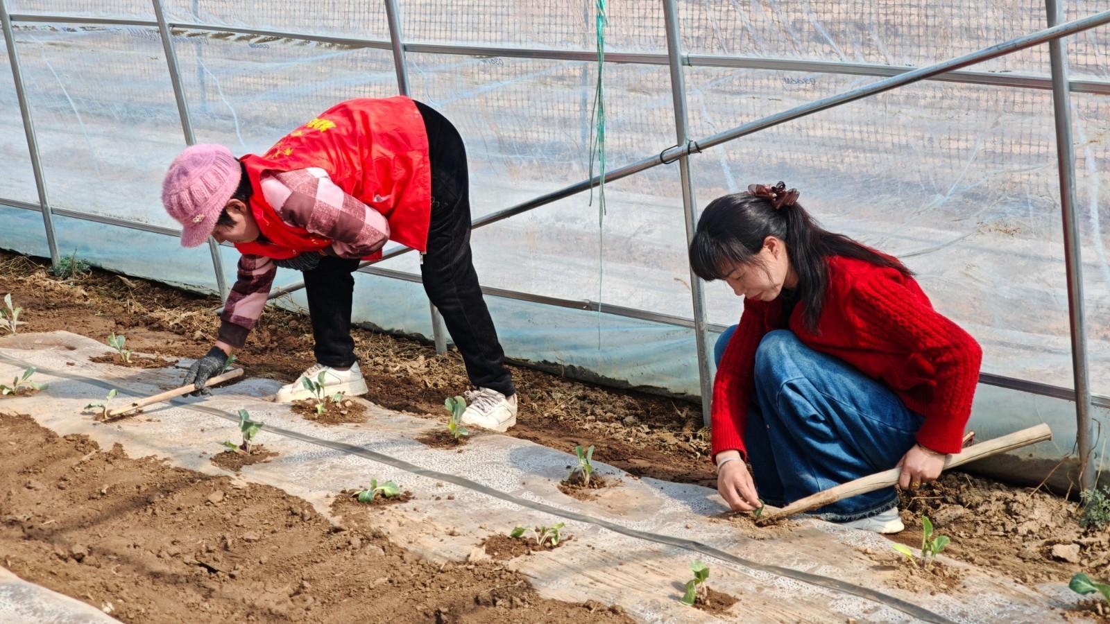 搶抓農時忙春耕 夯實基礎促豐收——金村鄉扎實推進春耕生產工作