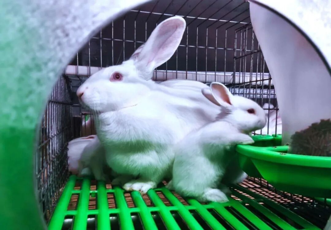 金融賦能興產業 振鄉興農啟新程 ——華池縣聯社踐行十五五規劃 護航特色養殖高質量發展