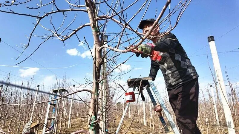 中村鎮正洋蘋果樂園春季果園管護全面鋪開