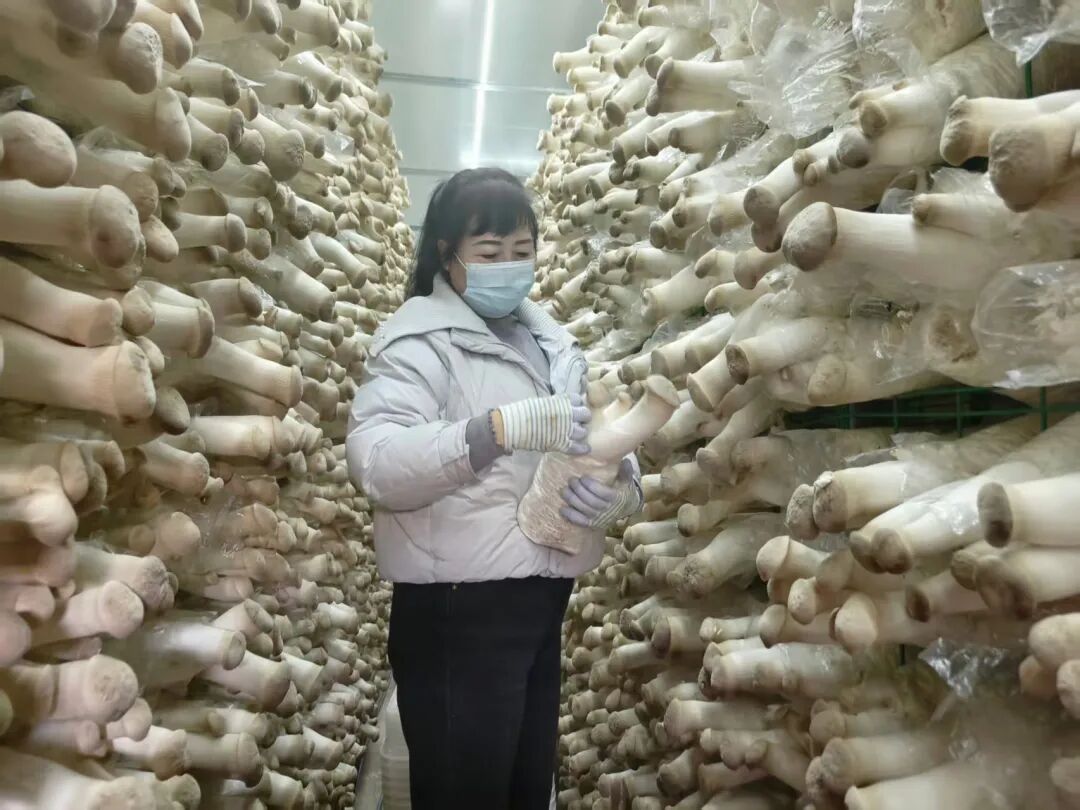 【奮進(jìn)新征程 展現(xiàn)新作為】太昌鎮(zhèn)：杏鮑菇新鮮上市  采收分揀一線忙