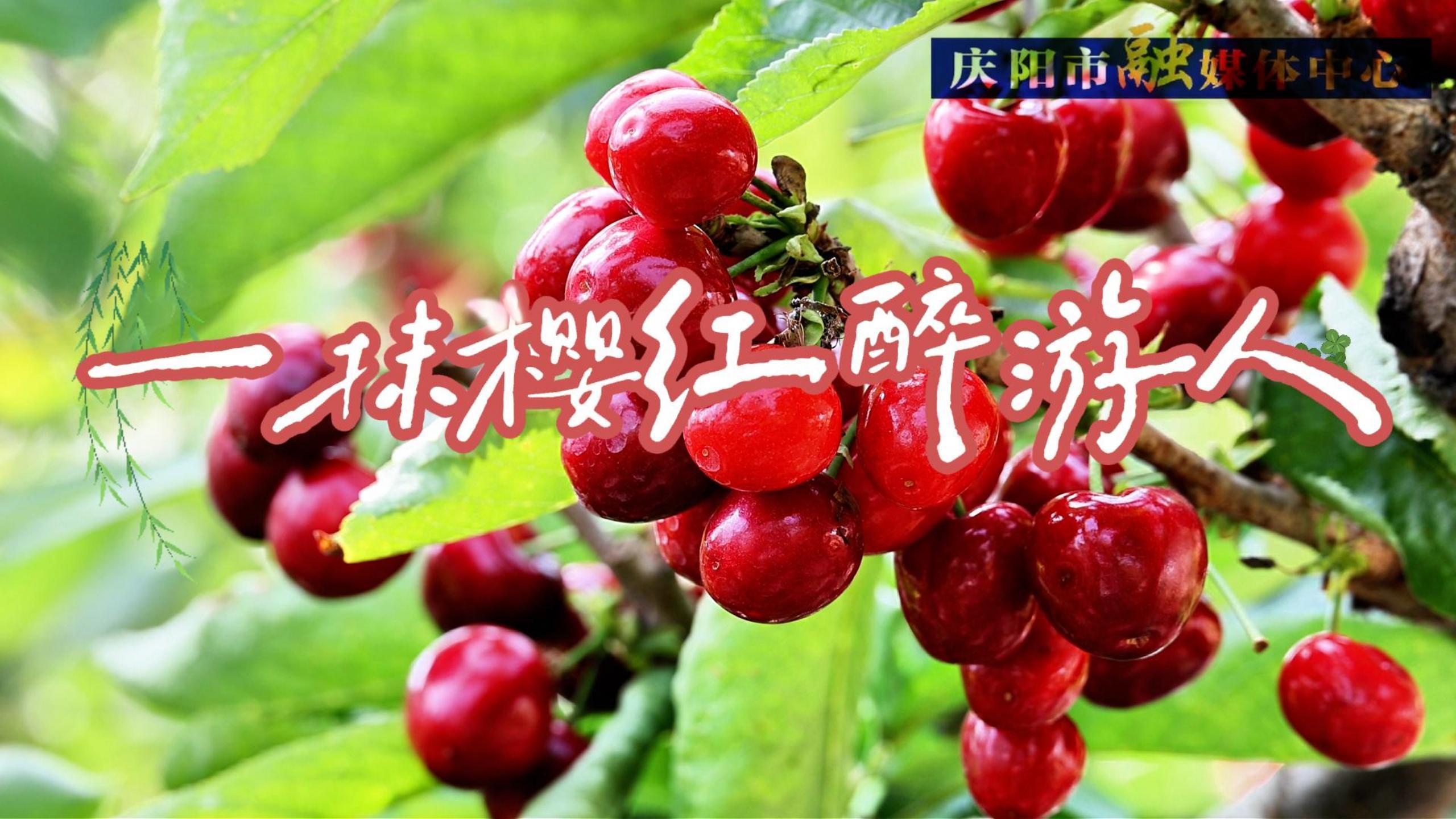 一抹櫻紅醉游人