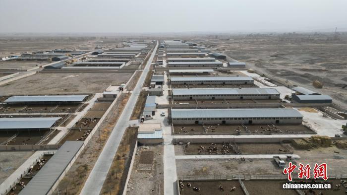 從散養(yǎng)到集約 甘肅臨澤牛產(chǎn)業(yè)鏈“錢(qián)”景廣闊