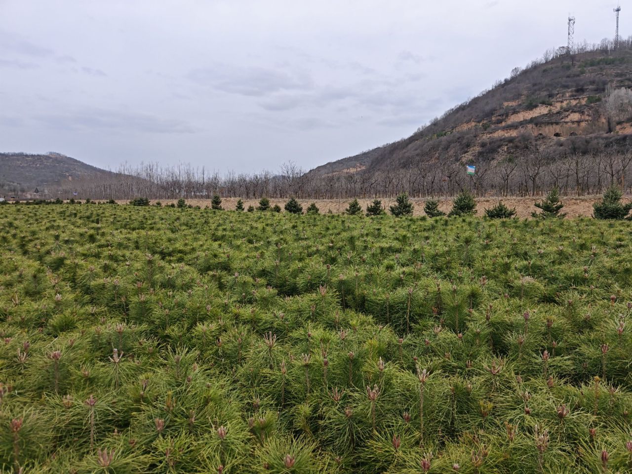 盤(pán)克鎮(zhèn)：以苗木產(chǎn)業(yè)激活鄉(xiāng)村振興新動(dòng)能