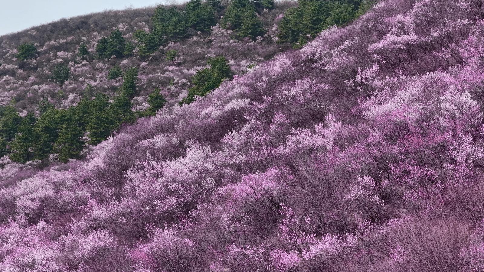 【攝影報道】正寧縣孟河三道灣：桃花綻艷醉春風