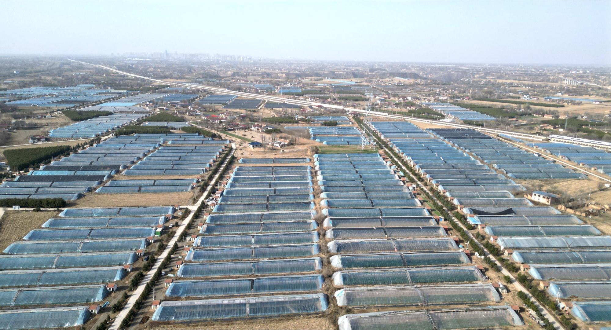 甘肅慶陽西峰區：菌菜輪作“棚”勃發展 繪就春耕新“豐”景