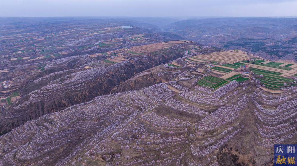 【攝影報道】絕美出圈！紅杏枝頭春意鬧，慶陽春色已傾城