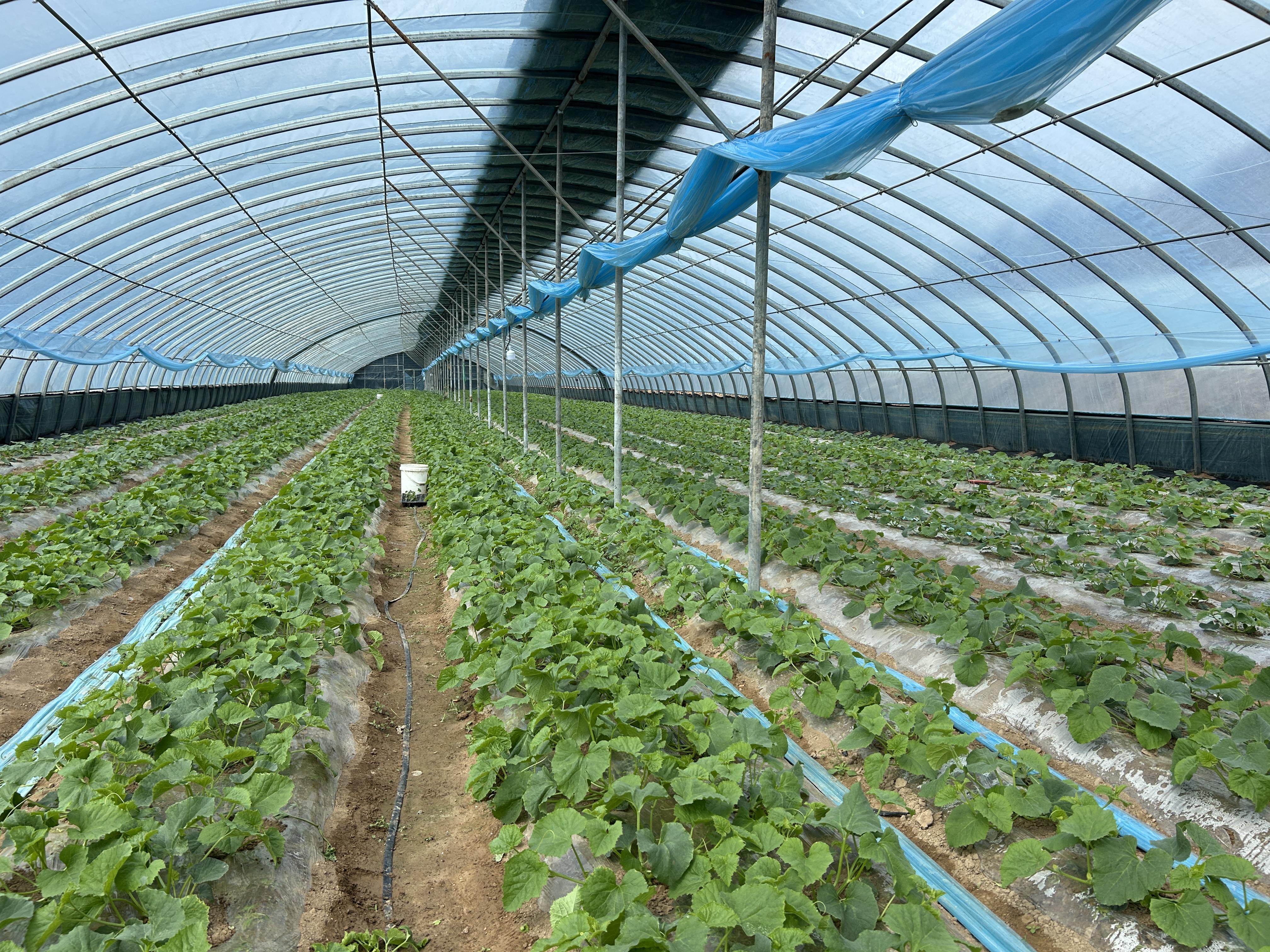 慶城縣  冬棚添新綠 “甜蜜”產業孕育新希望