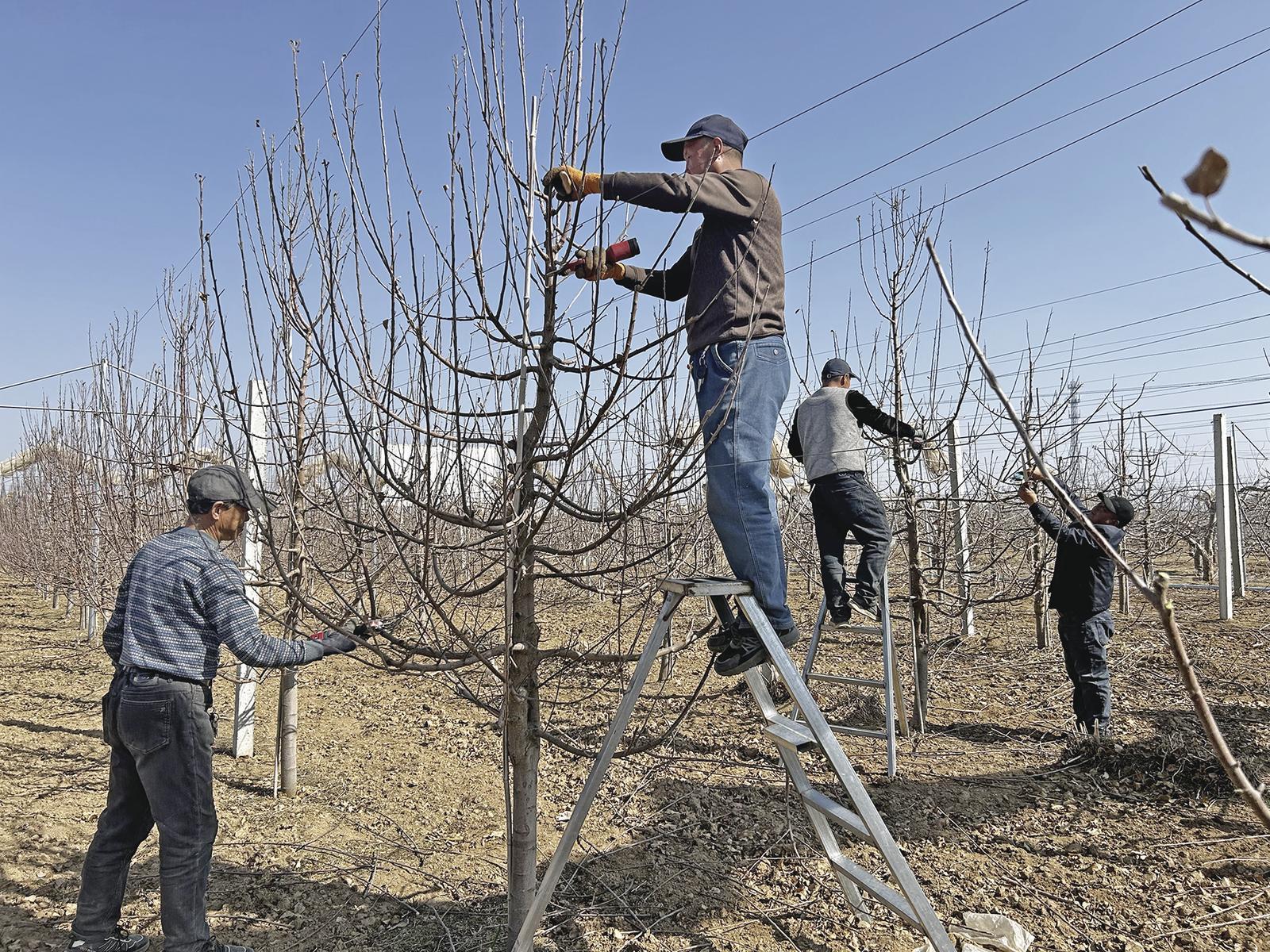 【鄉村振興】慶城縣：科技種果促增收 果農爭當“明星戶”