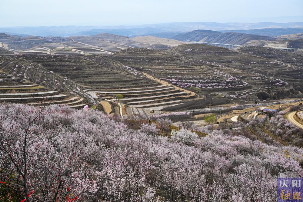 【攝影報道】第二十二屆寧夏六盤山山花節暨農文旅商體促消費活動啟幕