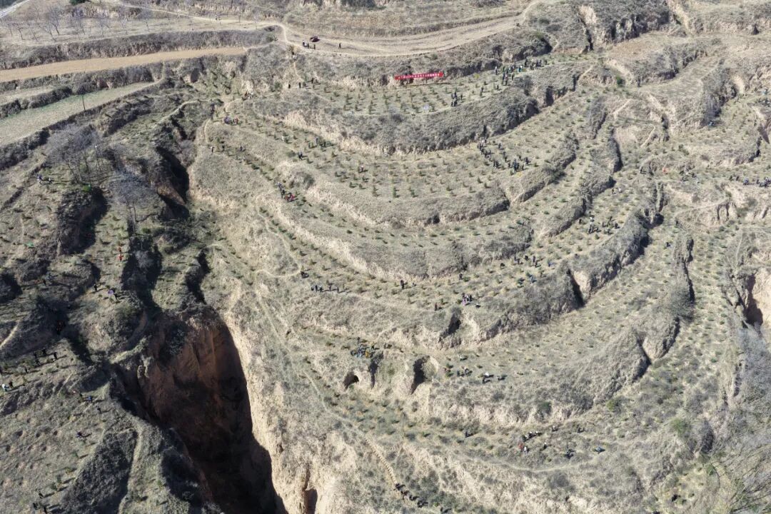 正寧縣直機關干部職工義務植樹為美麗家園添新綠