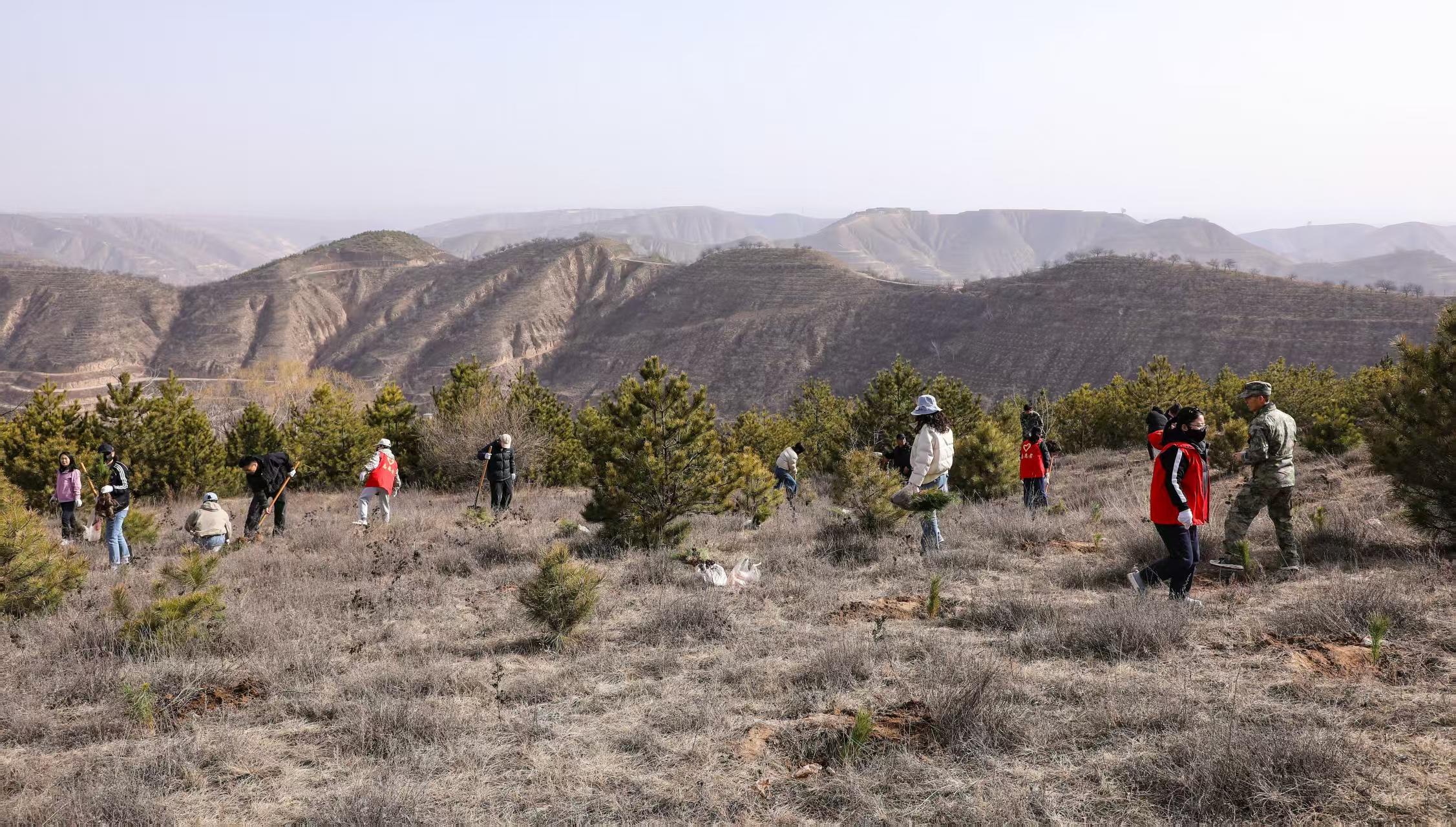 環縣：搶春造林忙 護綠生態興