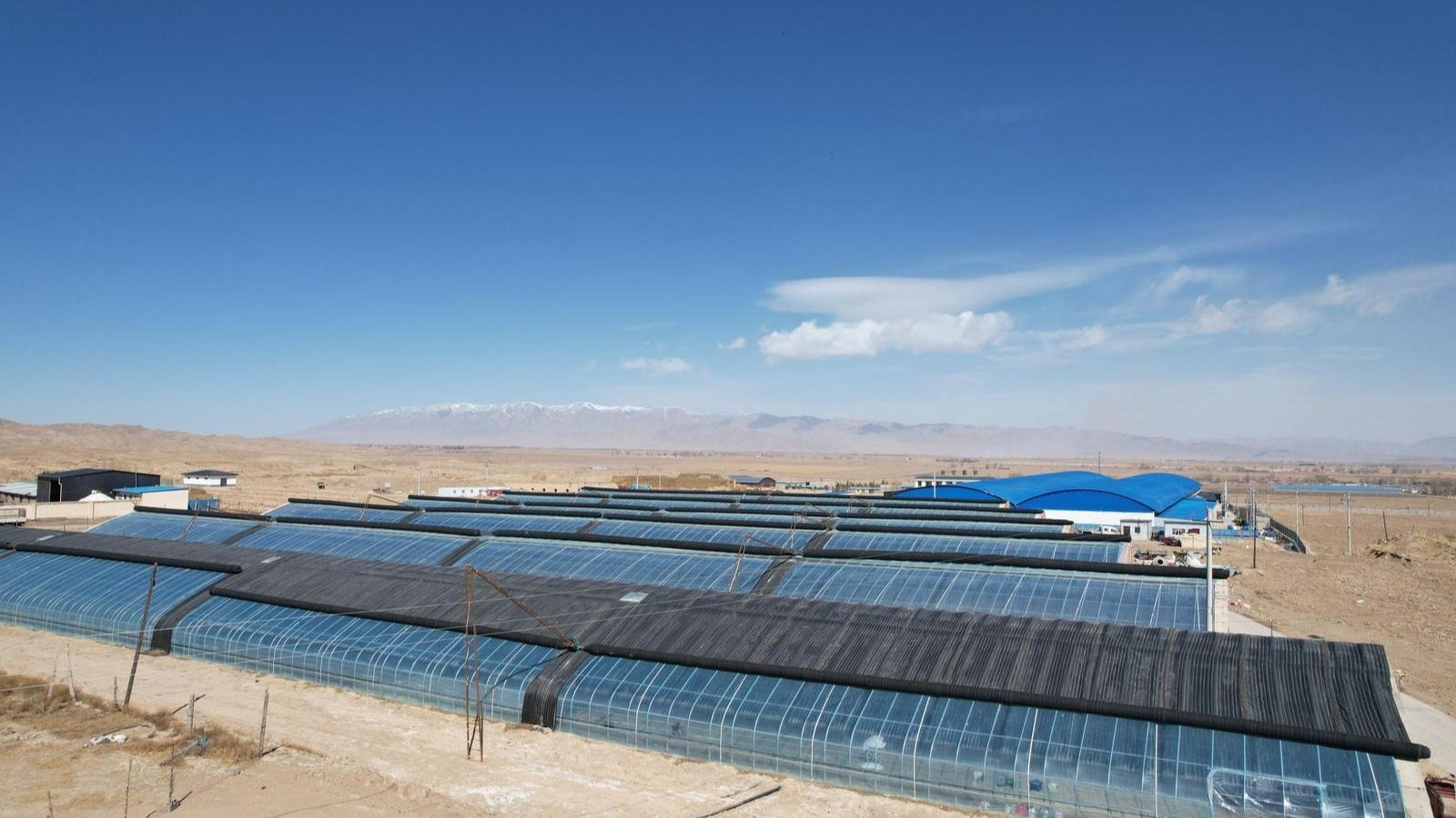 一棚新綠，滿目希望——從新城子鎮看甘肅永昌縣設施農業奏響鄉村振興“交響曲”