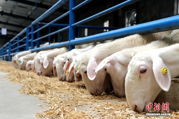 甘肅民勤一只羊的“芯”征程 “科技狠活”養出致富羊