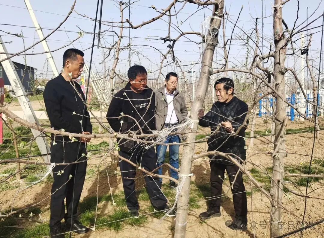 寧縣舉辦2026年春季蘋果花期霜凍預防座談會