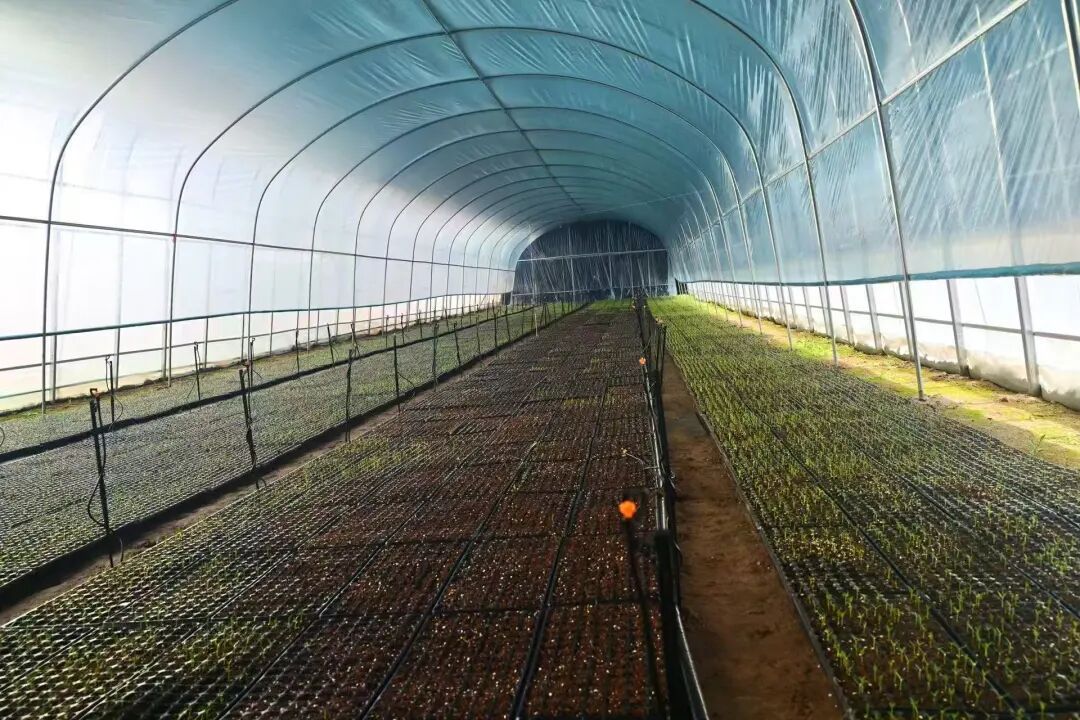 華池縣白馬鄉  打好產業“組合拳”  繪就振興新畫卷