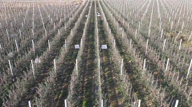 合水縣  果園春管修剪忙 助力秋后果飄香