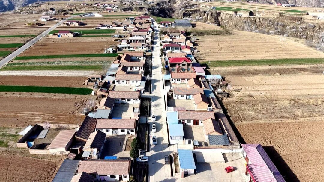 杏香滿園 黃花菜田鋪就致富路——華池縣王咀子鄉特色產業奏響振興新樂章