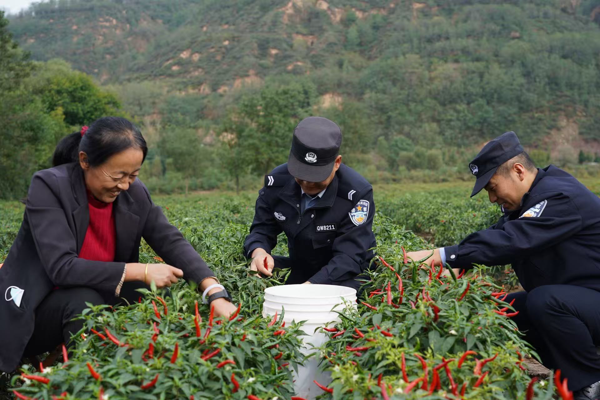 織密治理“一張網”  激活共治“一池水”——寧縣以“三聚焦”推動基層治理提質增效