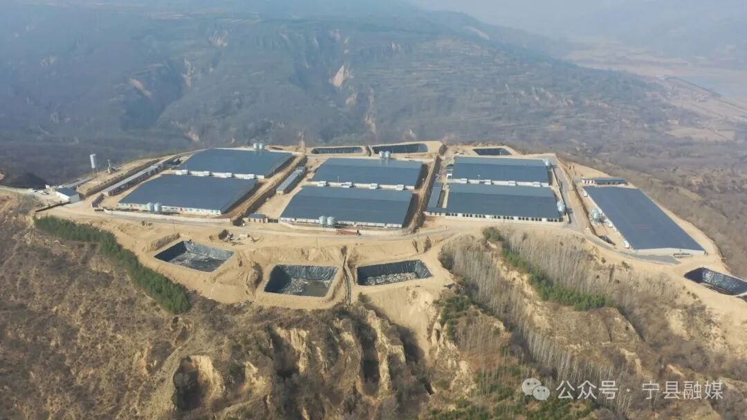 寧縣：生豬養殖“畜”勢勃發 鄉村振興“豬”事順遂