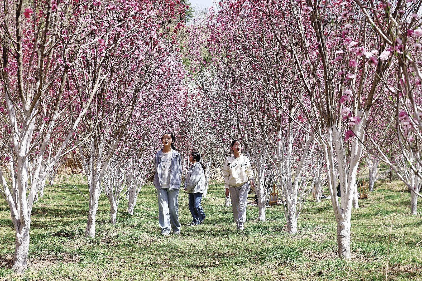 【文旅融合】西峰區(qū)溫泉鎮(zhèn)：春日花如海 美景醉游人