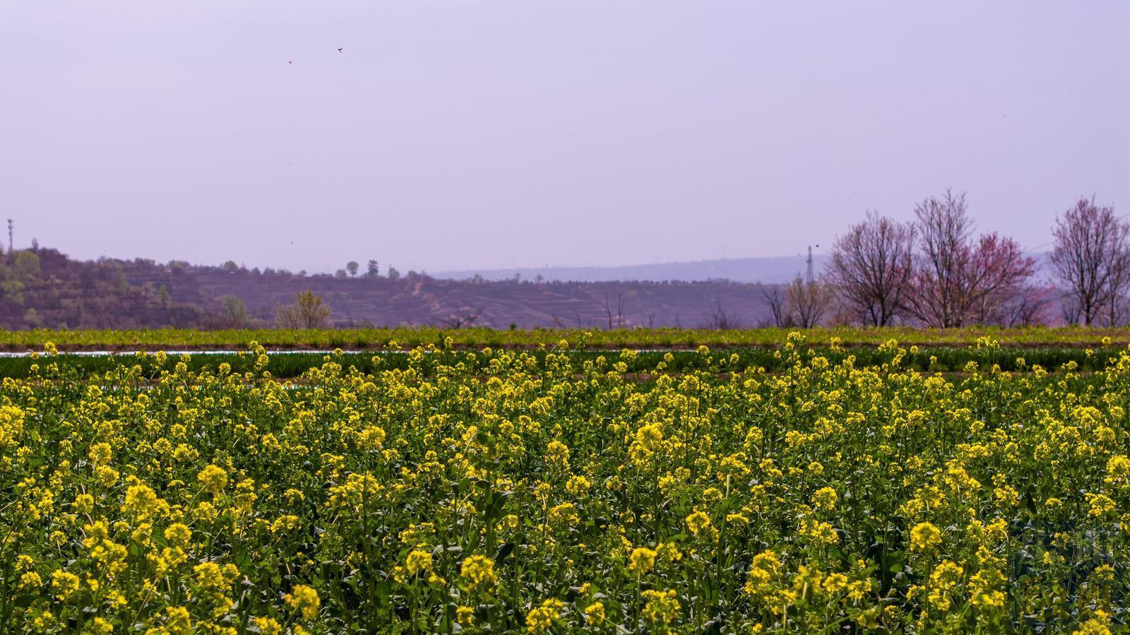 【攝影報(bào)道】慶陽：一塬春色染金黃 油菜花海繪春光