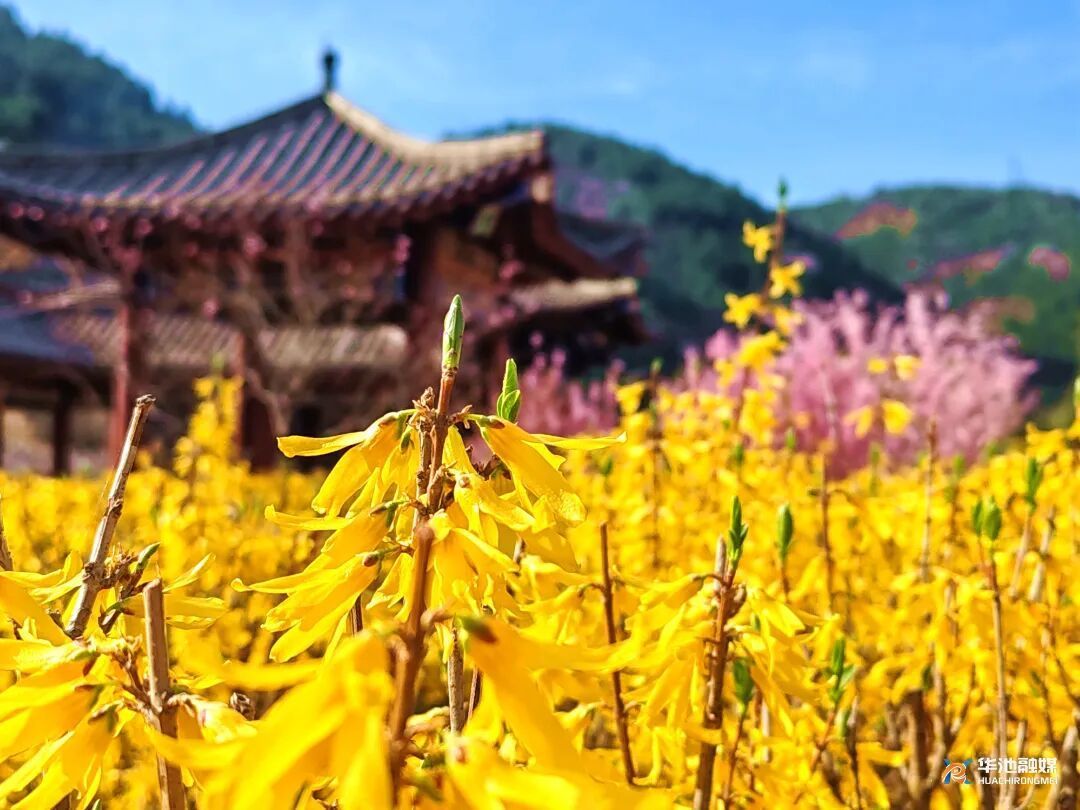 【攝影報(bào)道】春日限定浪漫