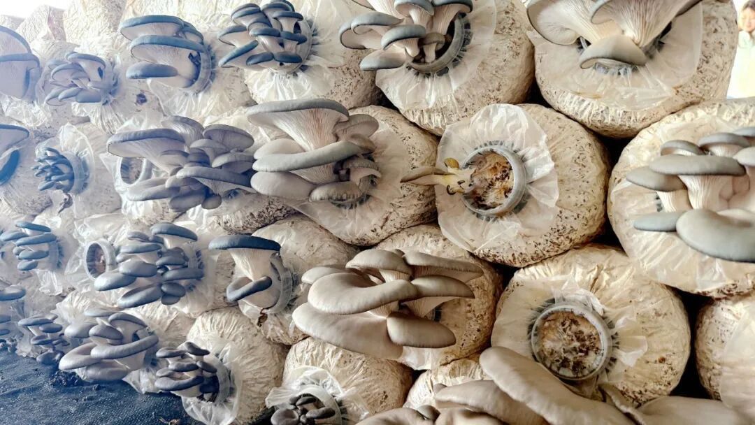 【春“峰”浩蕩滿目新】彭原鎮(zhèn)：小菌菇“長”出鄉(xiāng)村振興大產(chǎn)業(yè)