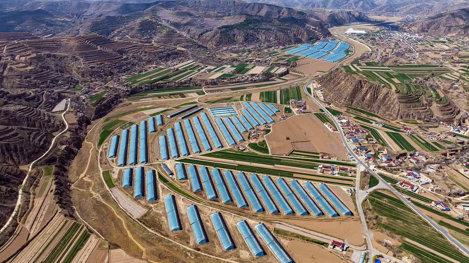 【鄉(xiāng)村振興】鎮(zhèn)原縣：搭好“菜棚子” 鼓起“錢袋子”