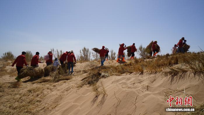 【甘快看】兩百余人千里赴甘肅民勤：以樹為筆 “植”此青綠